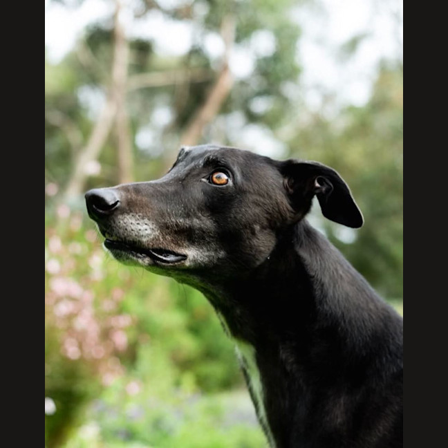 Photo of Bear