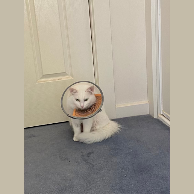 Photo of Misty. Gentle Girl