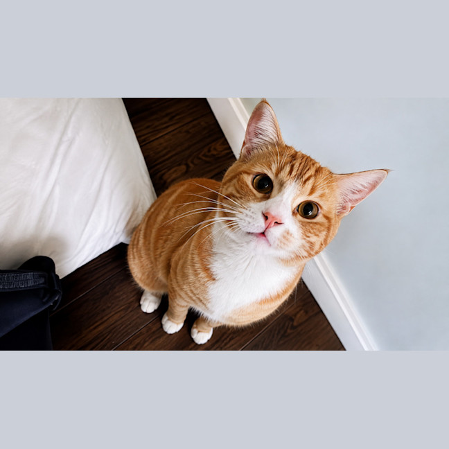 Photo of Boots (Socks) 