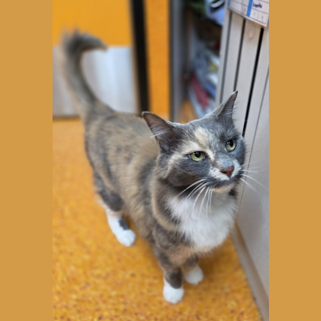 Photo of Rosie