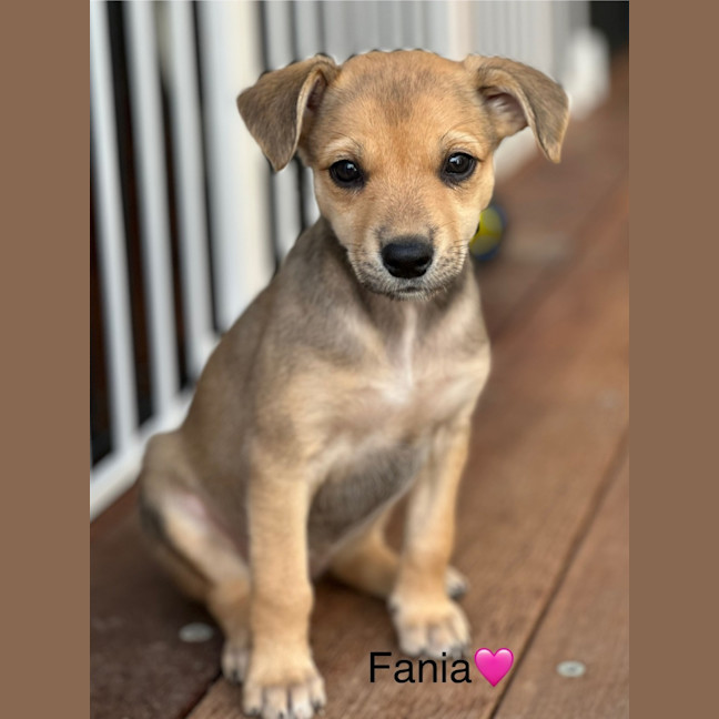 Photo of Fania