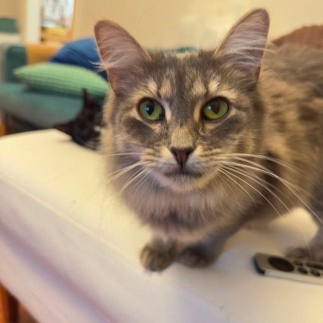Photo of Stormy 