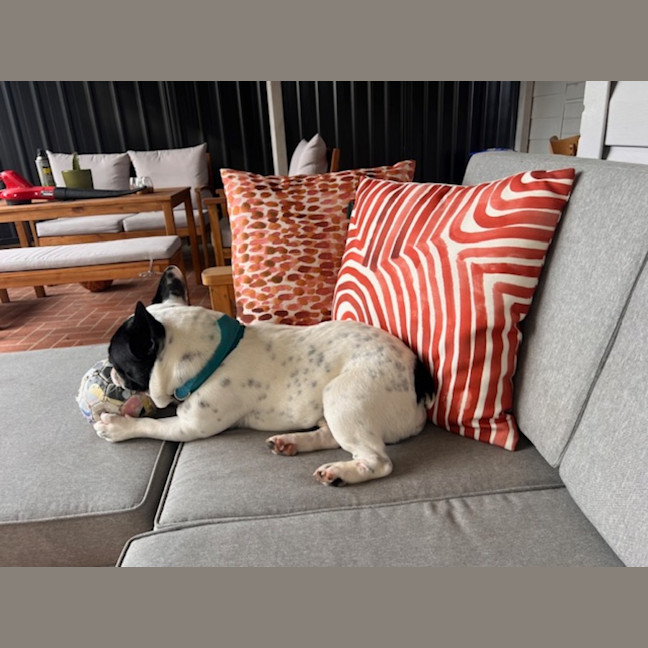 Photo of Frankie   2 Year Old French Bulldog