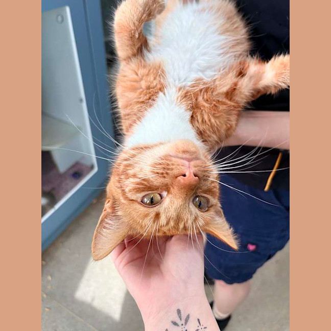 Photo of Opie