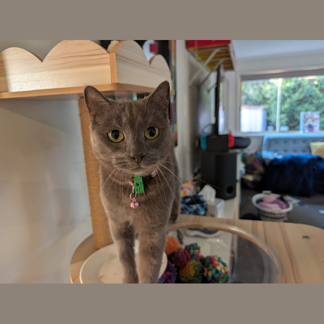 Photo of Luna
