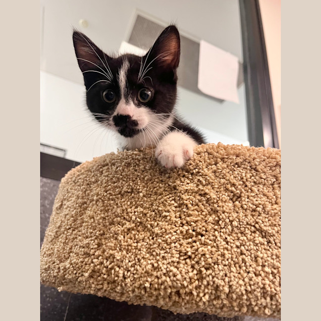 Photo of Milo