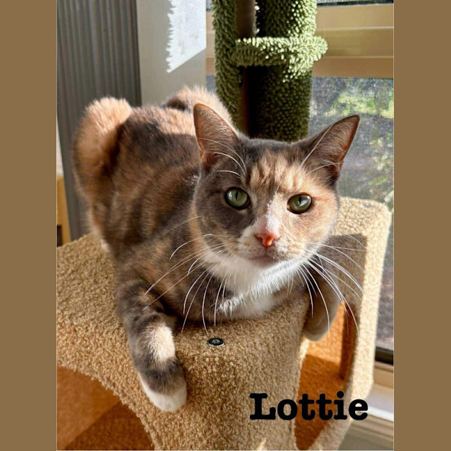Photo of Lottie