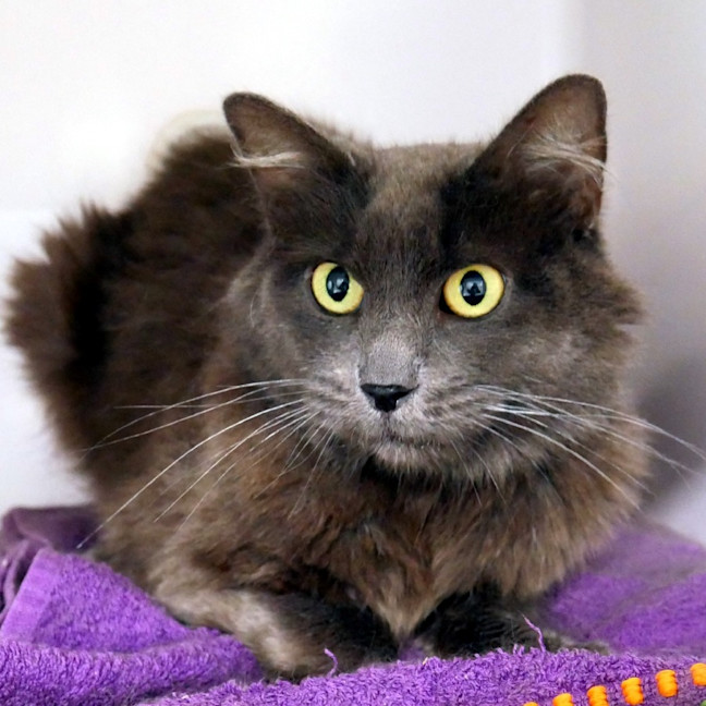 Photo of Smokey Sta013393