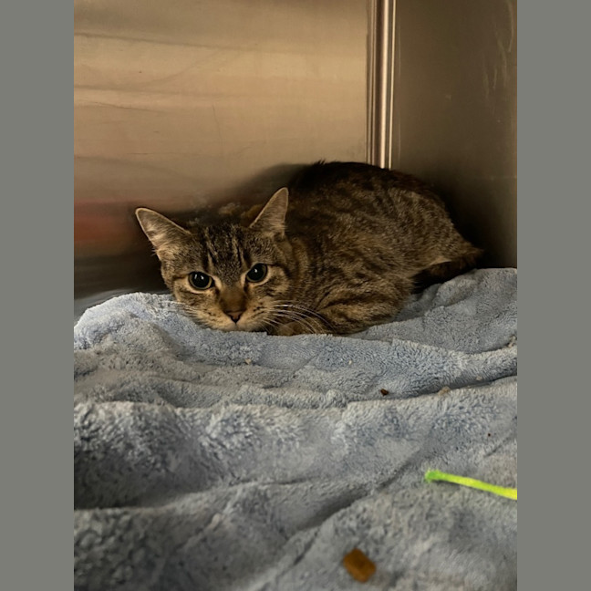 Photo of Ginger Baker & Hazel Nutten Hut