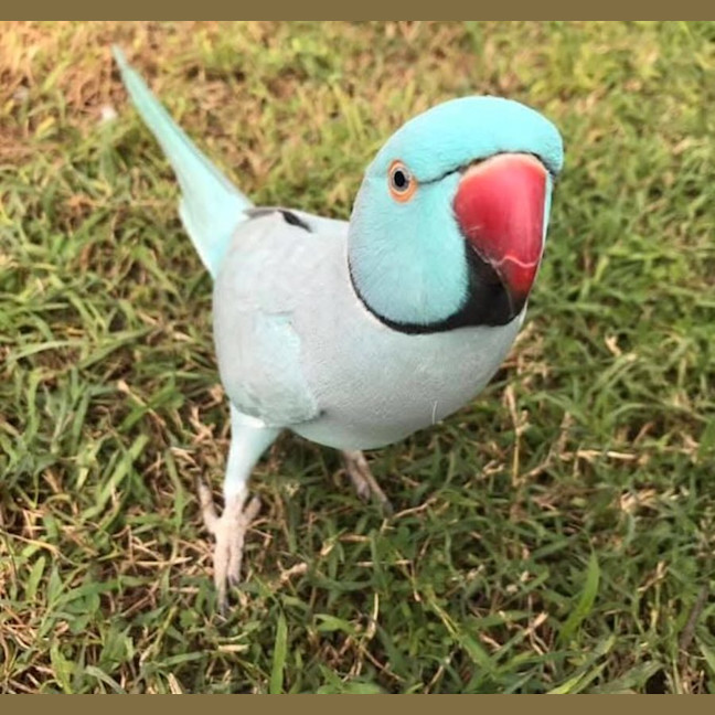 Photo of Bilbo And Fish