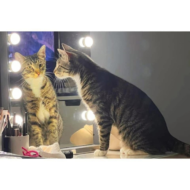 Photo of 9752   Mojo Jojo