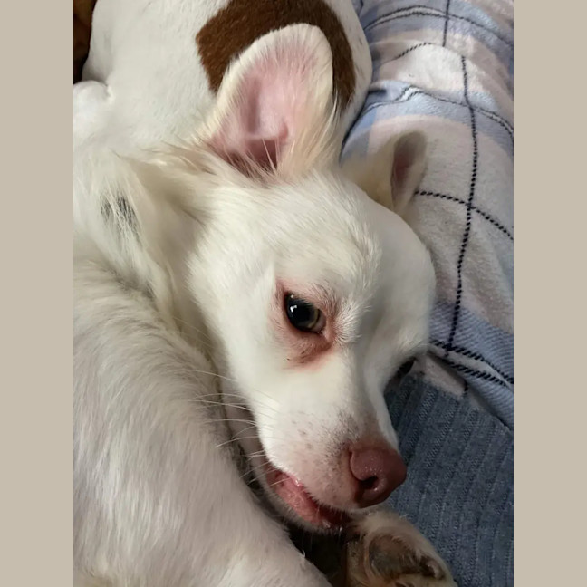Photo of Teddy