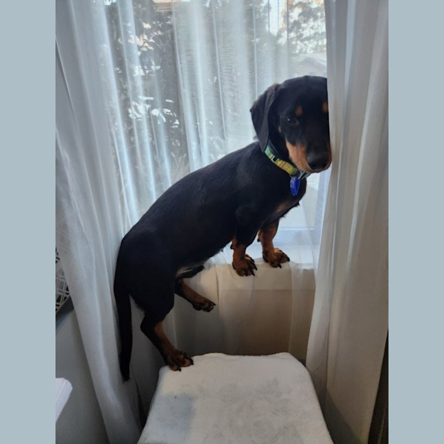 Photo of Rooster   9 Month Old Dachshund X Kelpie