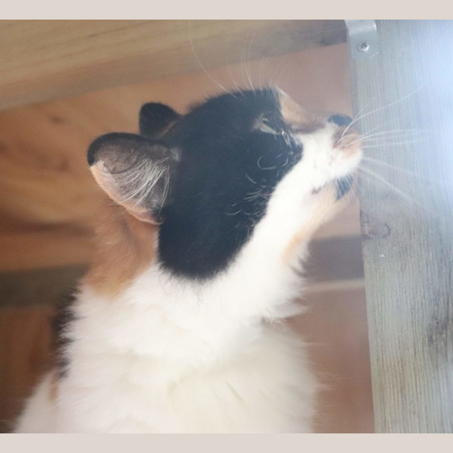 Photo of Heidi   Now At Pet Quarters Thornton