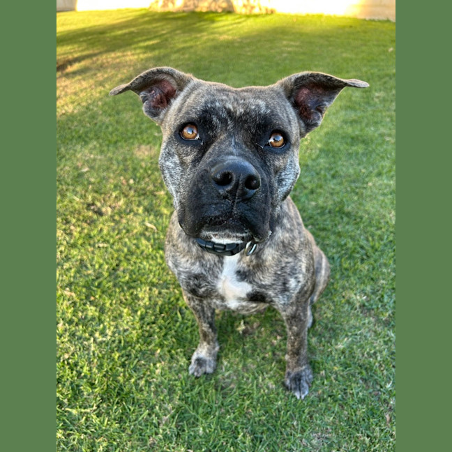 Photo of Lulu