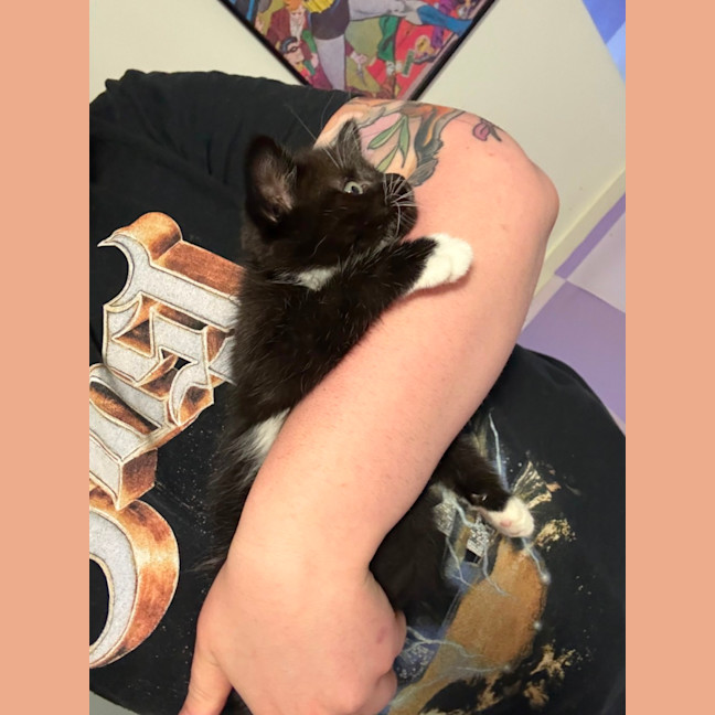 Photo of Penguin **2nd Chance Cat Rescue**