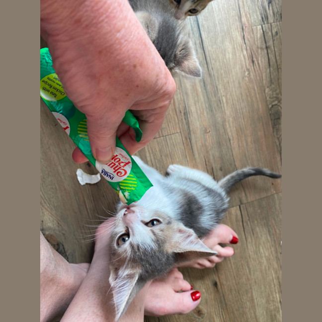 Photo of Moana   Meet Me At Petstock Chelsea