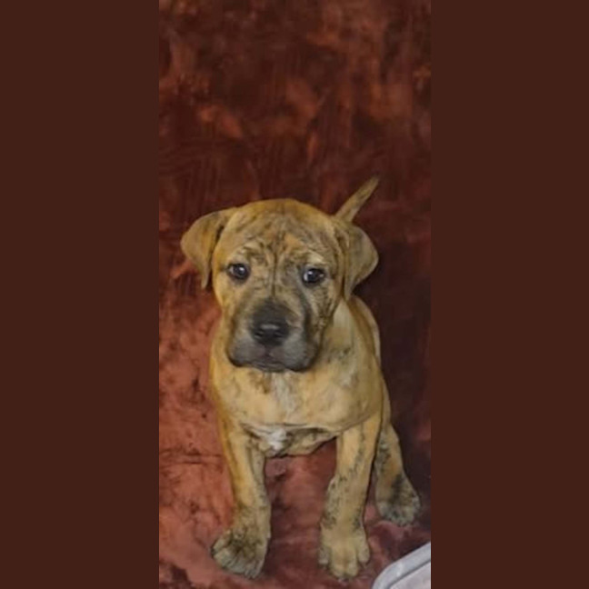 Photo of Dingo