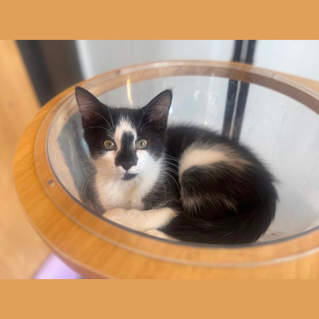 Photo of Pippa