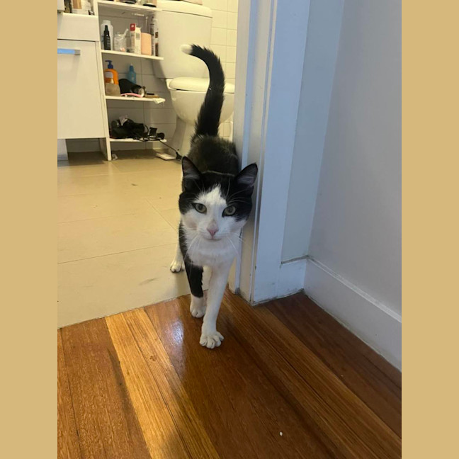 Photo of Lucky (Black & White)