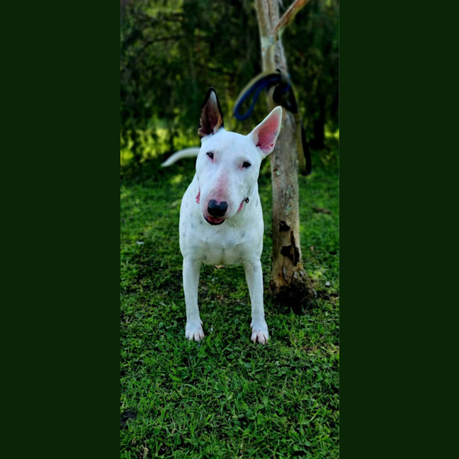 Photo of Brutus