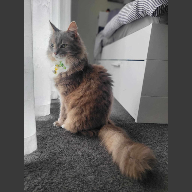 Photo of Klaus
