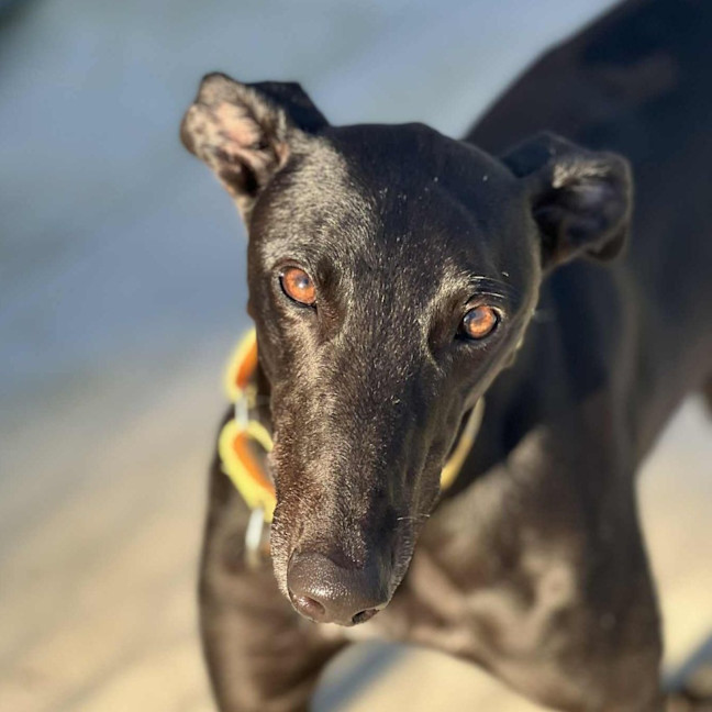 Photo of Poppet The Greyhound