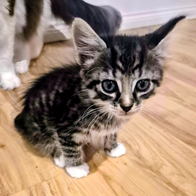 Photo of Maple