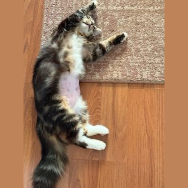 Photo of Molly   Available At Pe Tquarters Glendale