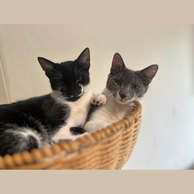 Photo of Oreo