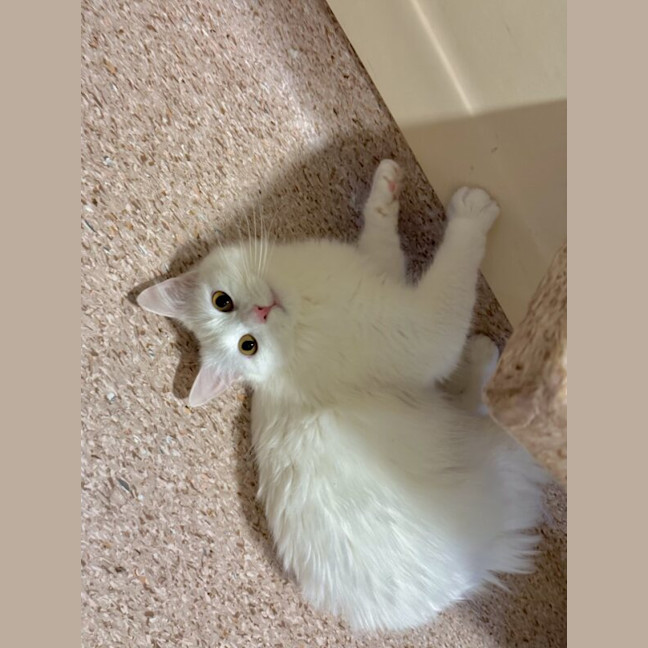 Photo of Ciri