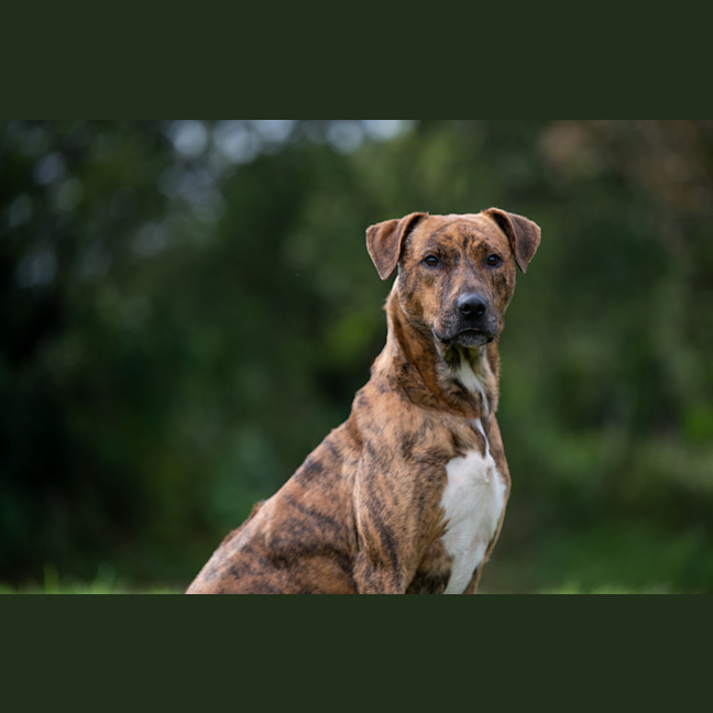 Photo of Remy