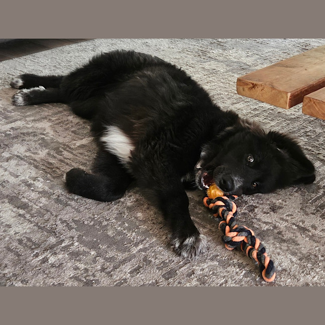 Photo of Daisy (Dipsy)