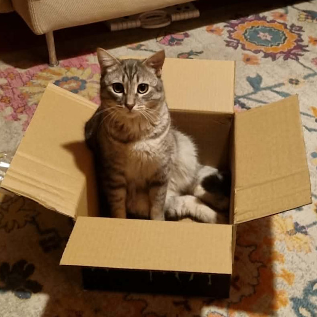 Photo of Loki