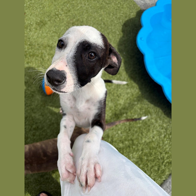 Photo of D1277 Penny