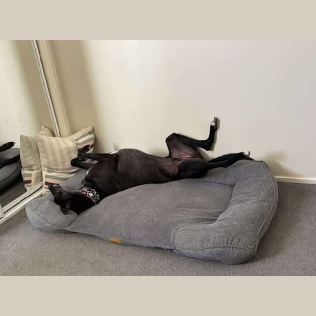 Photo of Panda, The Greyhound