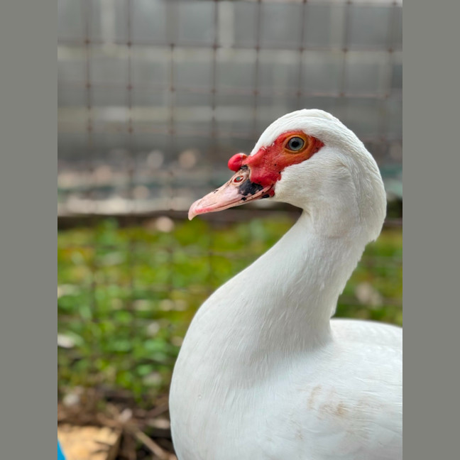 Photo of Duckleberry Finn