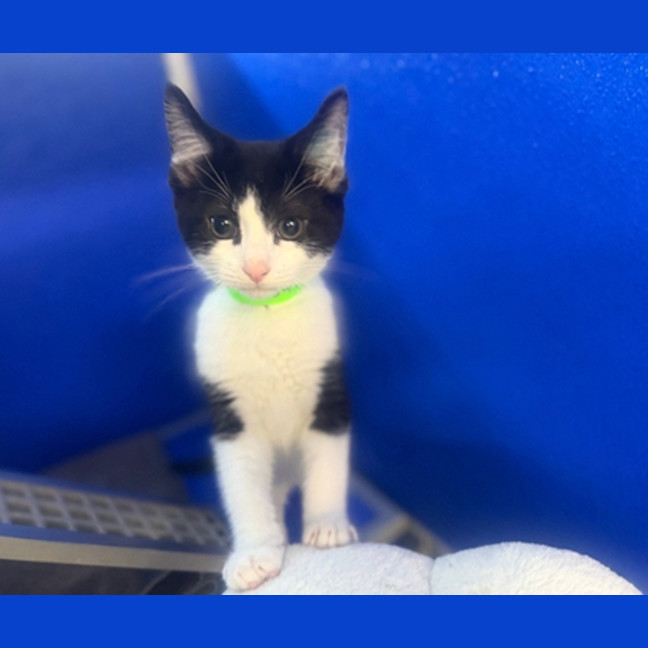 Photo of Rocket