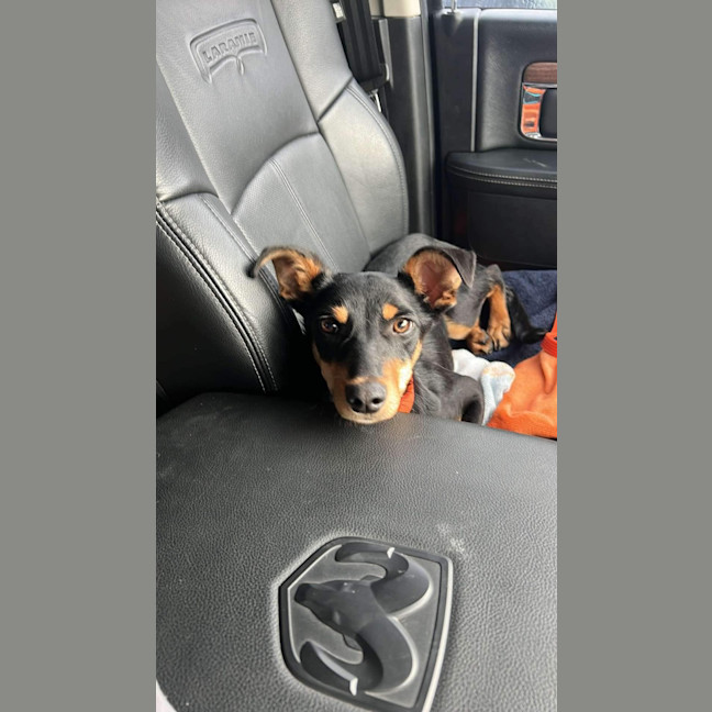 Photo of Toby 