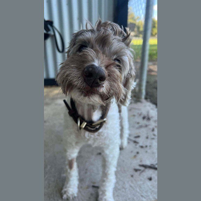 Photo of Lotus Biscoff