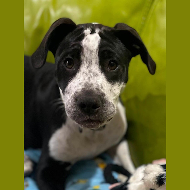 Photo of Nova