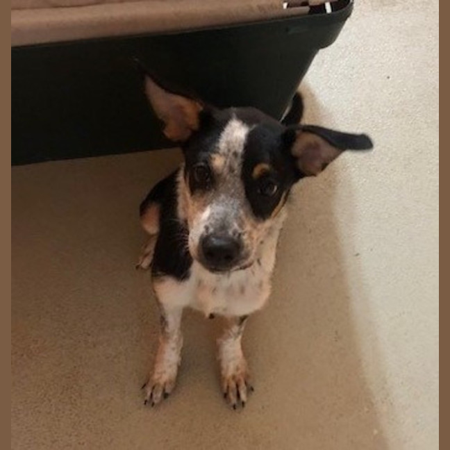 Photo of D1247 Imogen