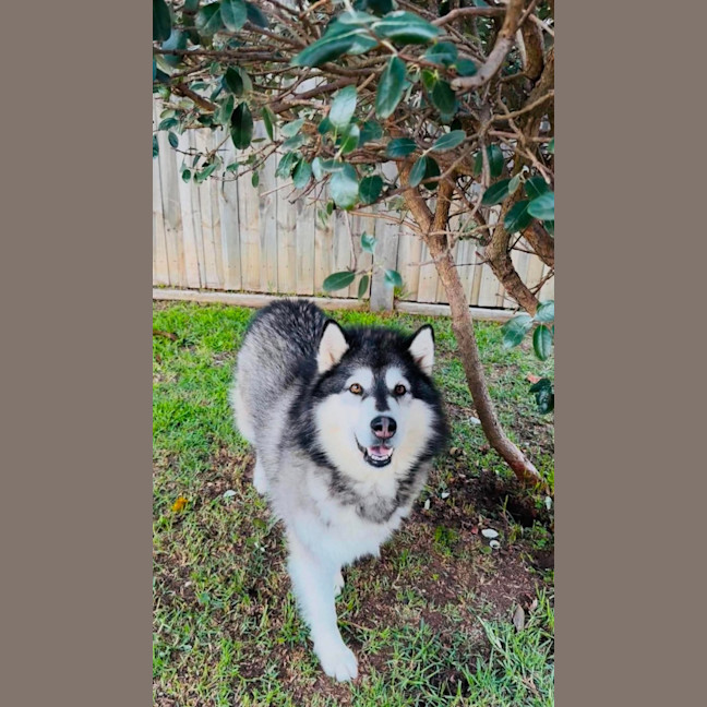 Photo of Harley