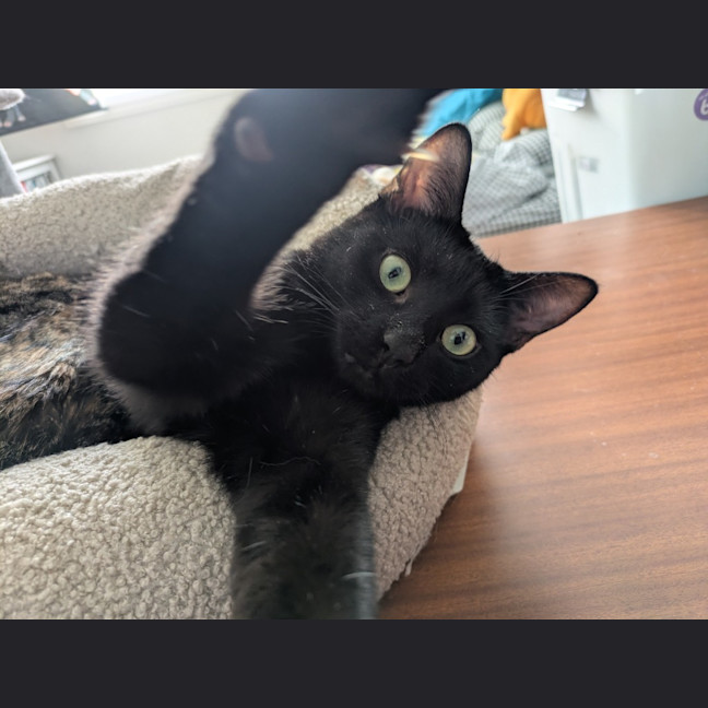 Photo of Batty Moo