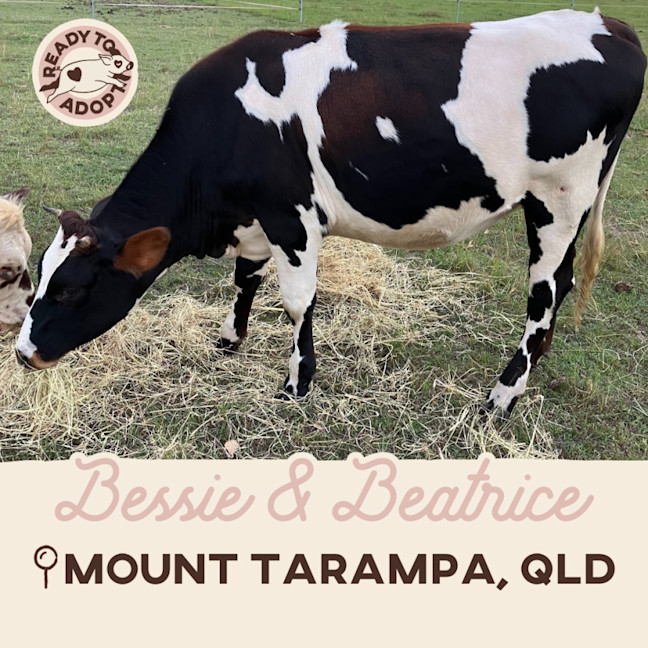 Photo of Bessie & Beatrice