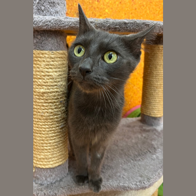Photo of Pepper
