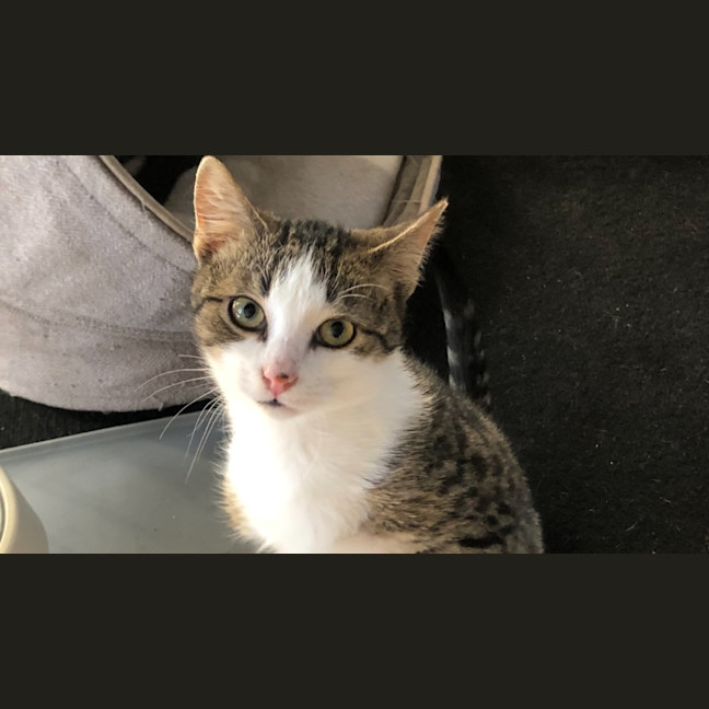 Photo of Soda