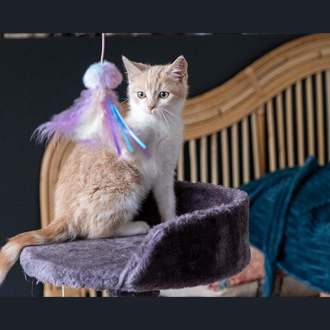 Photo of Blossom