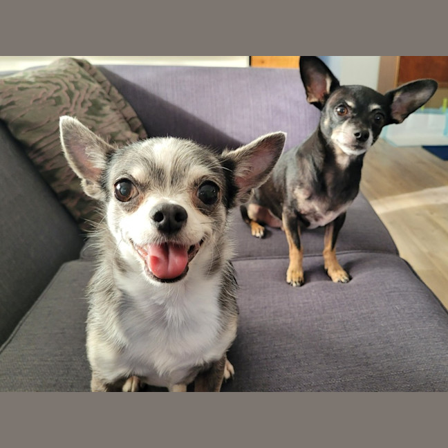 Photo of Rocky And Hugo