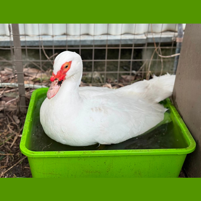 Photo of Duckleberry Finn